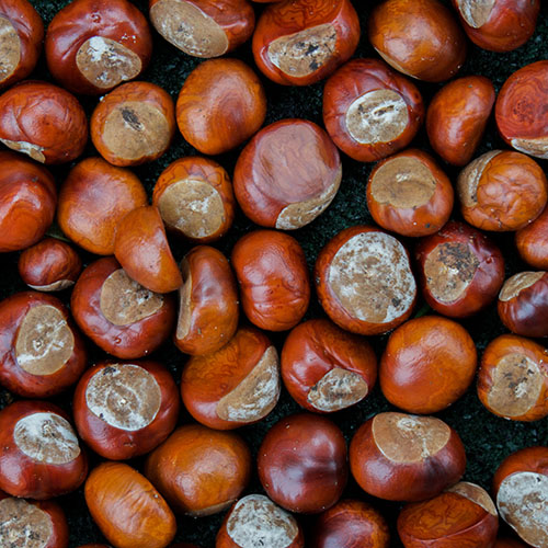 Italian Chestnuts (seasonal) Teitel Brothers